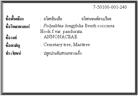 กล่องข้อความ: 7-50100-001-240 ชื่อพื้นเมือง : อโศกอินเดีย อโศกเซนต์คาเบรียล ชื่อวิทยาศาสตร์ : Polyalthia longifolia Benth coccinea Hook.f.var. pandurata. ชื่อวงศ์ : ANNONACEAE ชื่อสามัญ : Cemetary tree, Masttree ประโยชน์ : ปลูกประดับสวนกลางแจ้ง